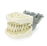860 Upper Clear Gingiva